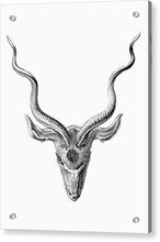 Rubino Buck Horns - Acrylic Print Acrylic Print Pixels 6.000" x 8.000" Aluminum Mounting Posts 